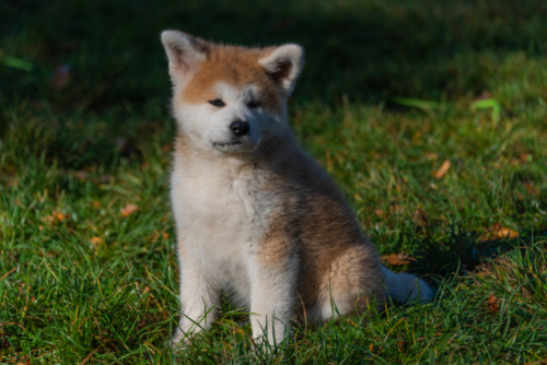 Shinju ... unsere Schönheit